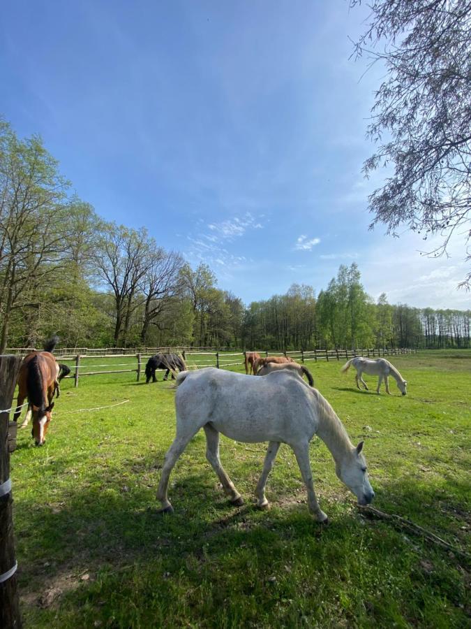Affittacamere Inglotowka Wolow  Esterno foto